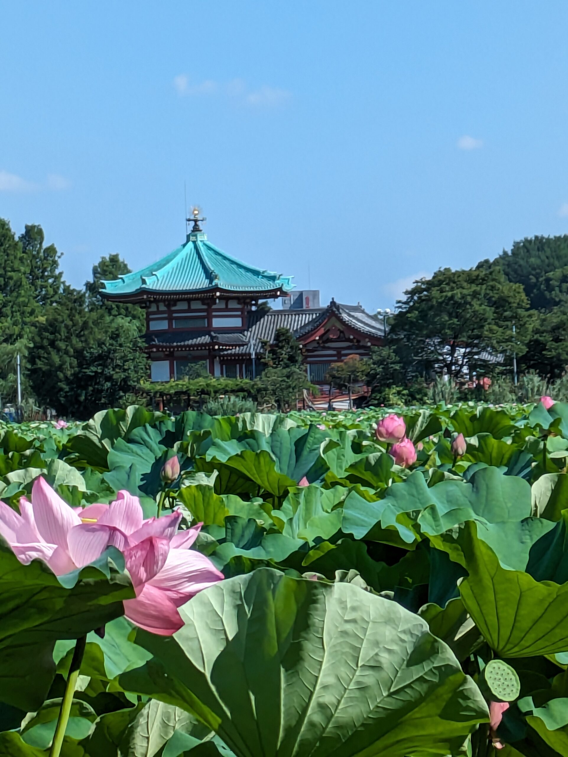 不忍池と花蓮