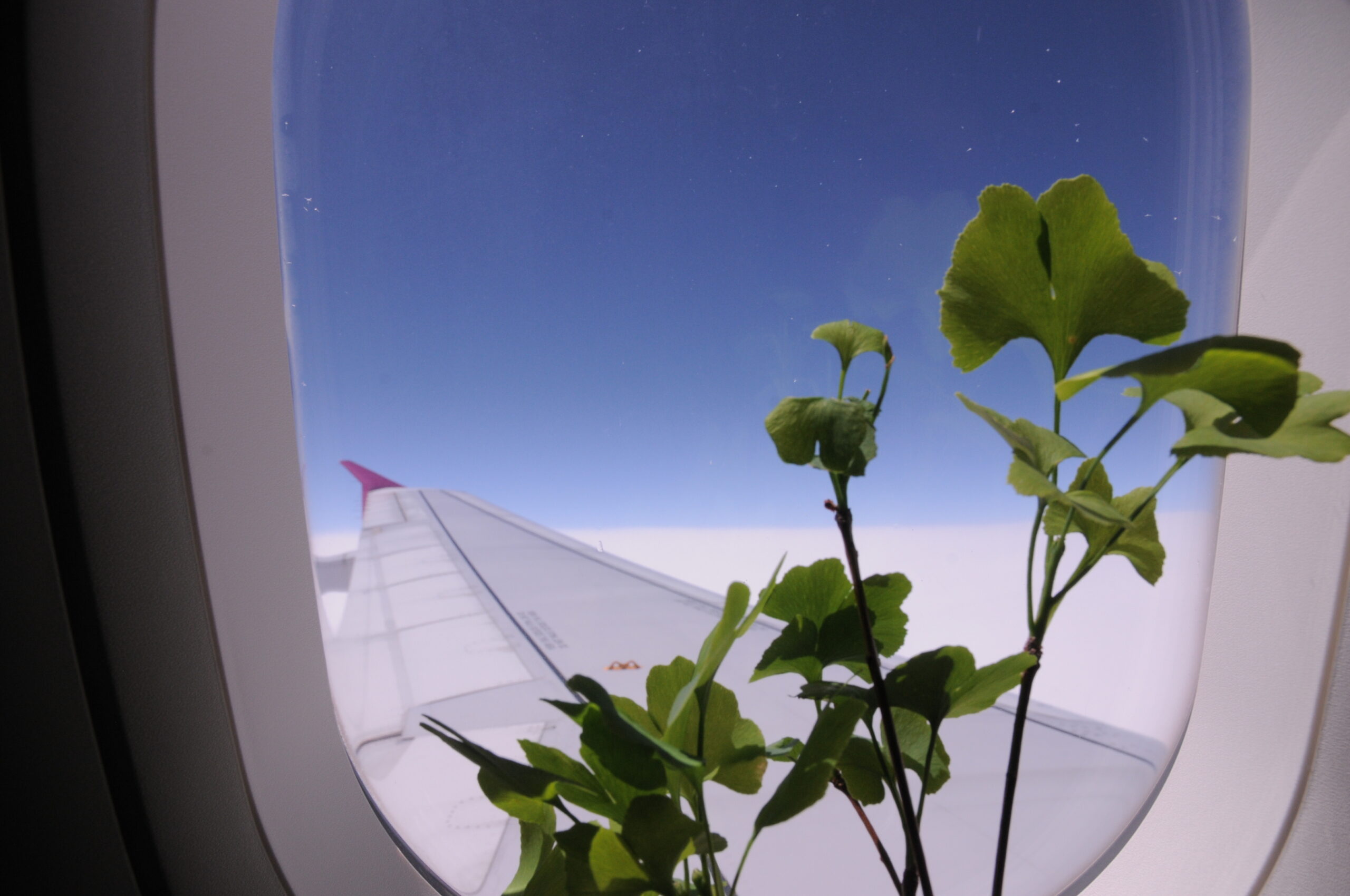 空を飛ぶ思い出の銀杏