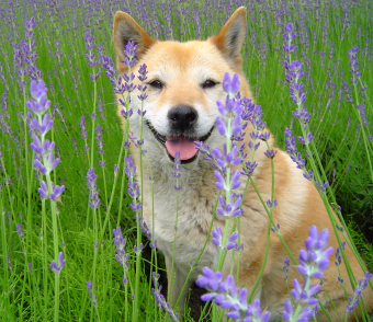 ラベンダーの花と、愛犬
