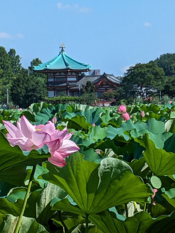 植物　蓮の花　緑の命