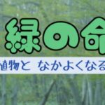 緑の命　初回タイトルロゴ