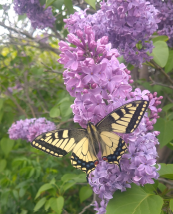 春の花　ライラックとアゲハ蝶