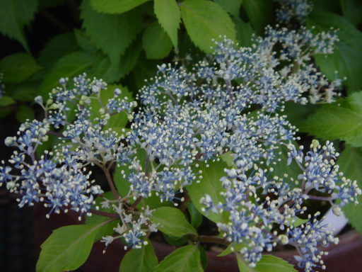 日本の伝統植物　古典園芸