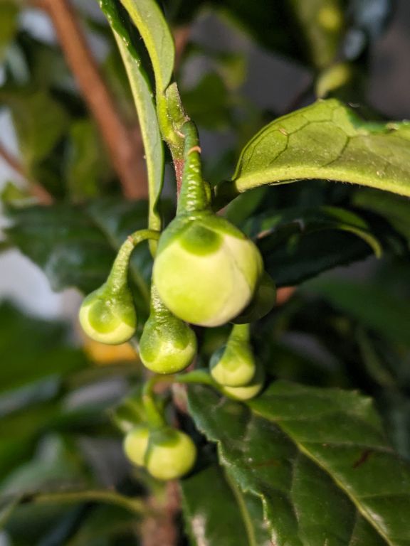 11/10茶の花ツボミ