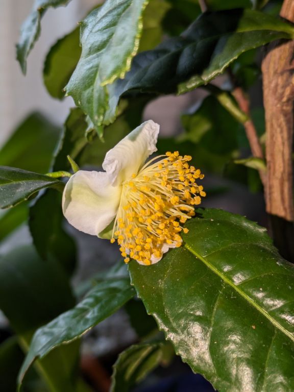 11/10開花翌日の茶の花