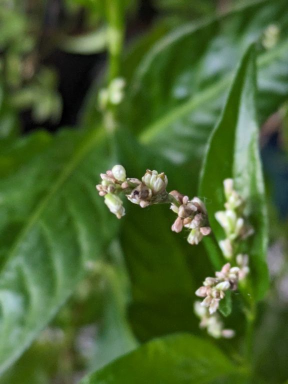 アイの花