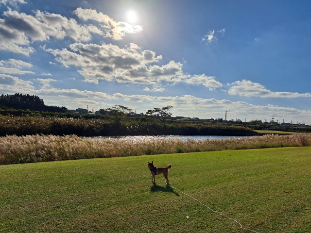 犬