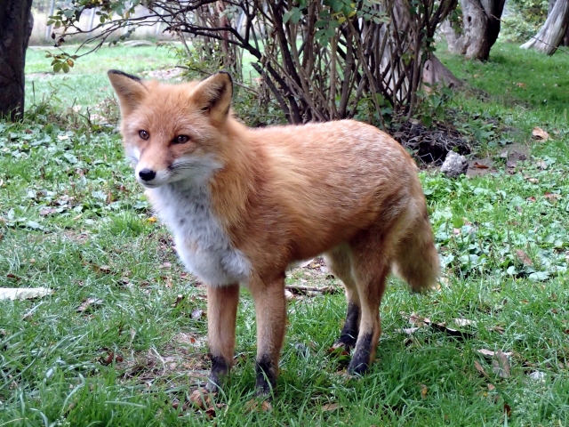 人とカラスと柴犬と