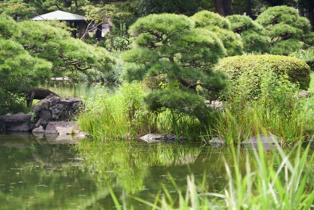 庭園の松