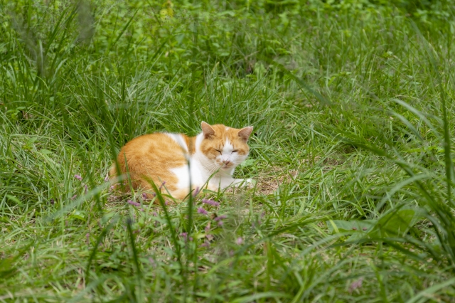 ねこ