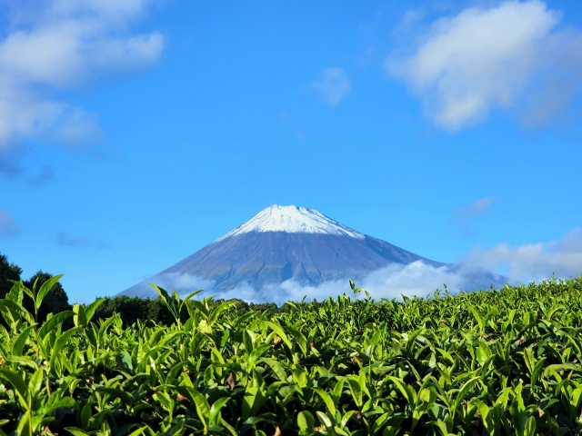 富士山と茶