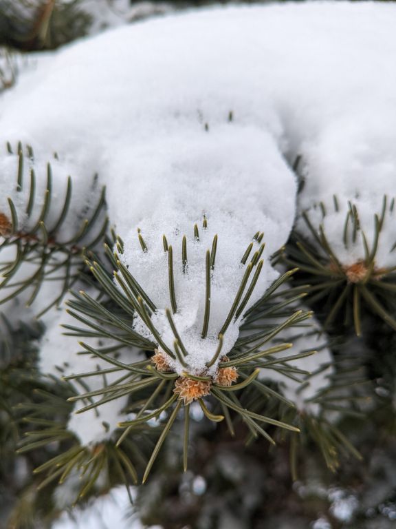 雪