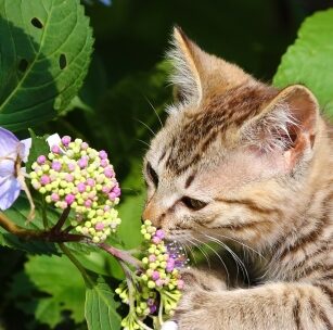 ねこ