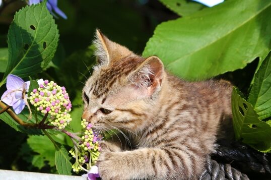 ねこ