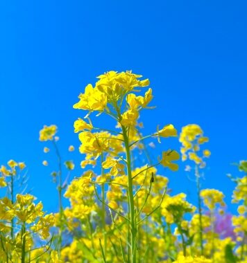 菜の花