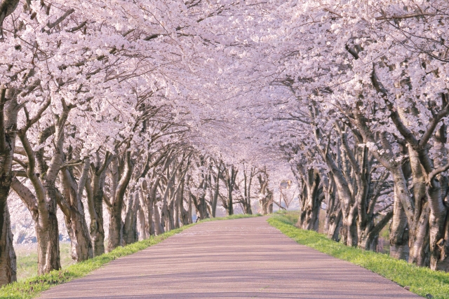 桜