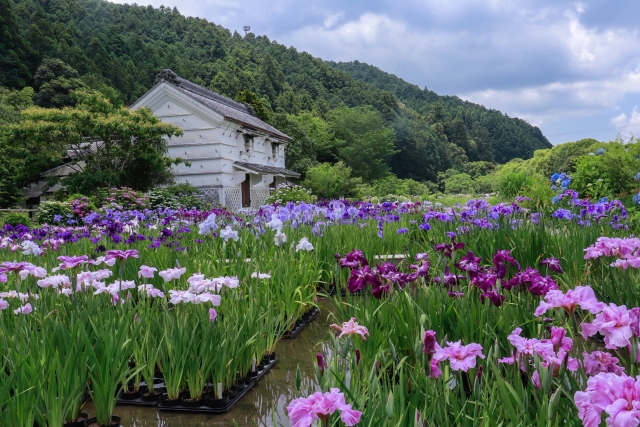 花菖蒲