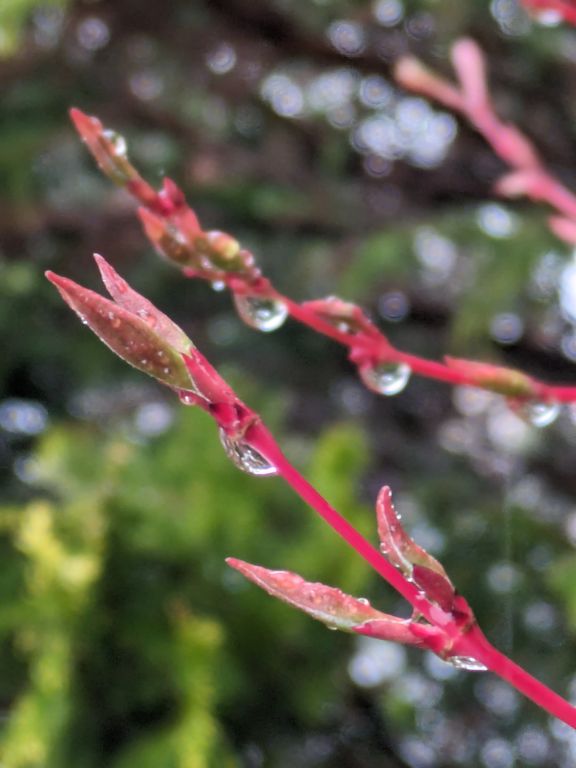 木の芽起こしの雨