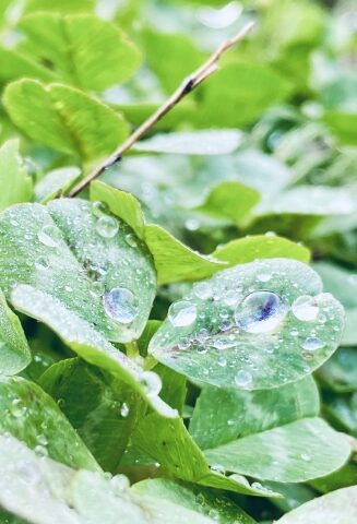 穀雨