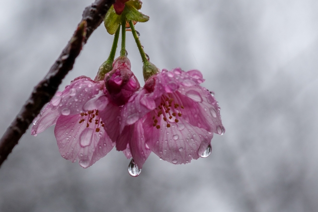 穀雨