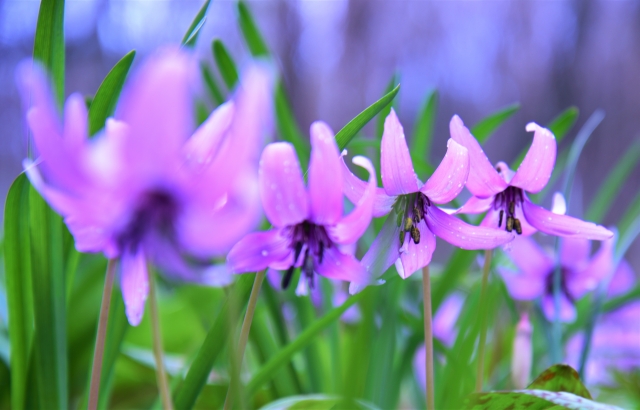 カタクリの花