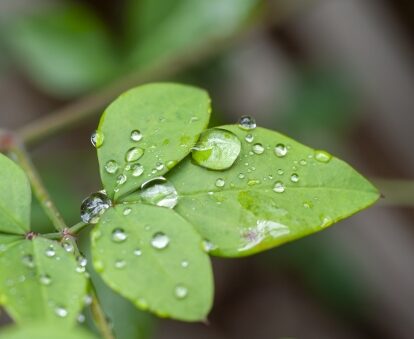 穀雨