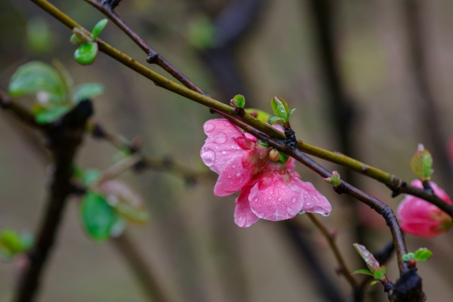 穀雨