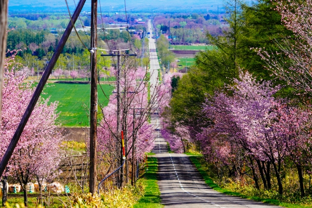 桜の風景