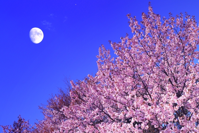 桜の風景