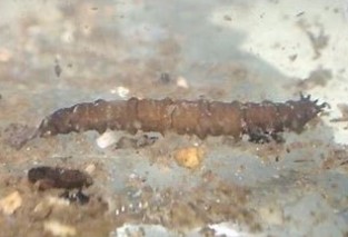 ガガンボ幼虫