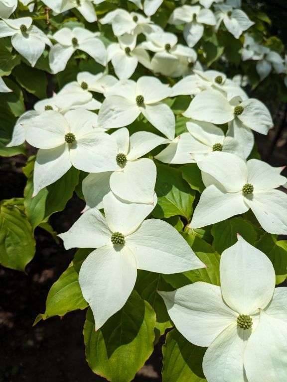 ヤマボウシの花