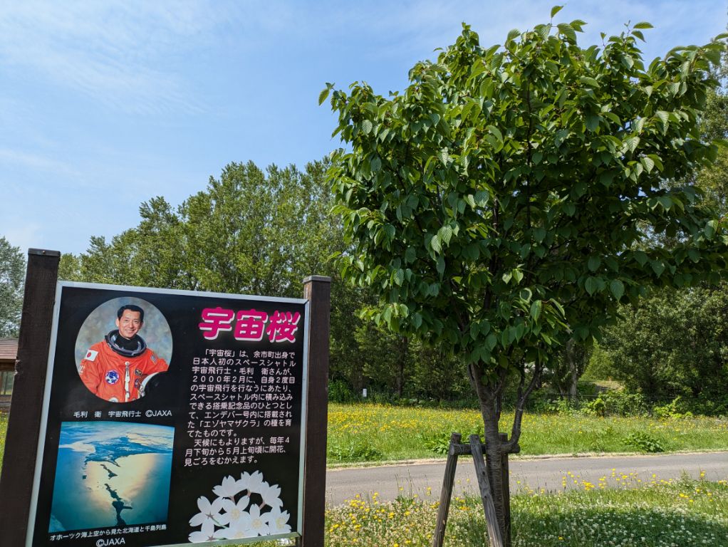 余市宇宙記念館　宇宙桜