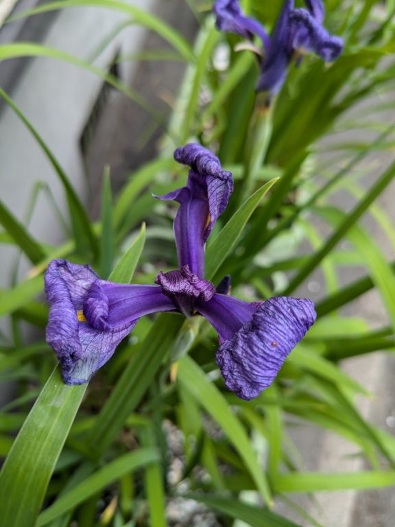 花菖蒲