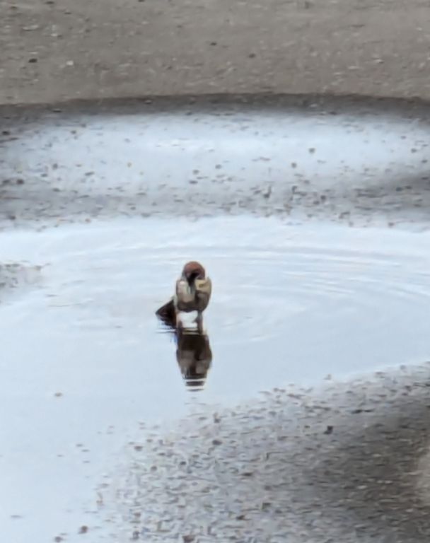 スズメの水浴び