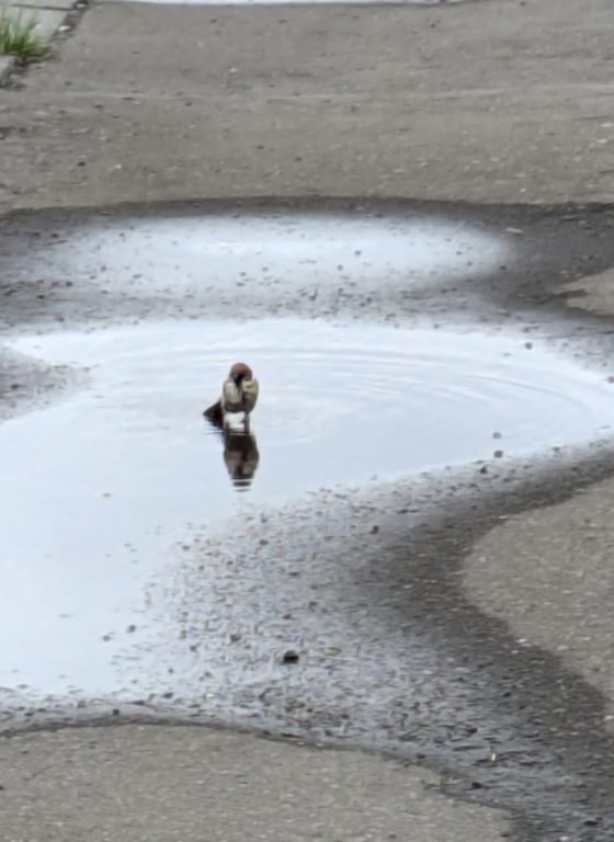 スズメの水浴び