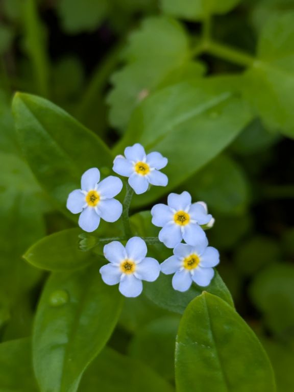 忘れな草　エゾムラサキ