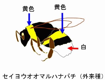 セイヨウオオマルハナバチ