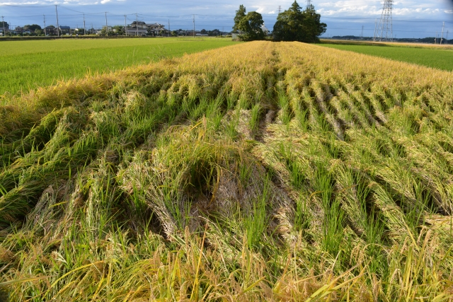 野分