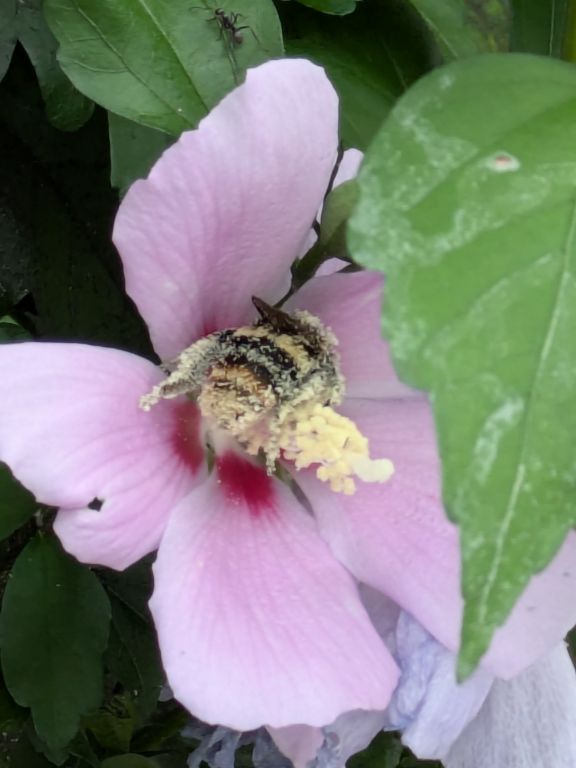 ムクゲの花と、エゾマルハナバチ