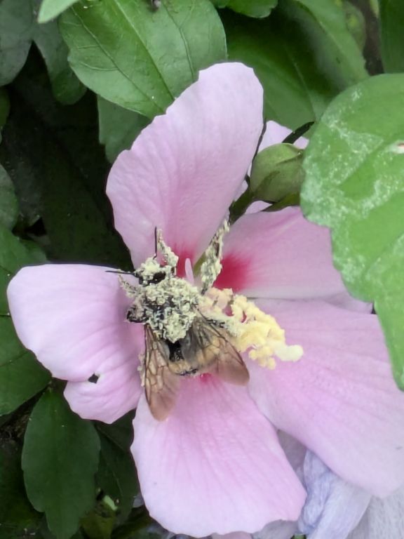 ムクゲの花と、エゾマルハナバチ