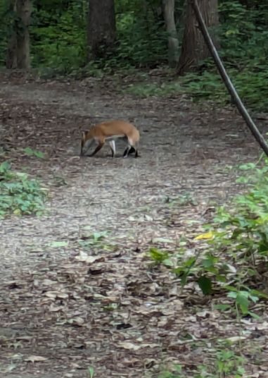 キタキツネ