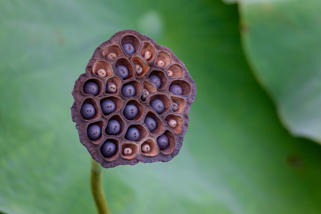 蓮の花