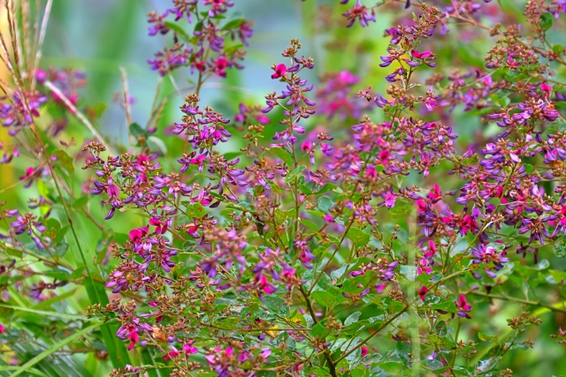 萩の花