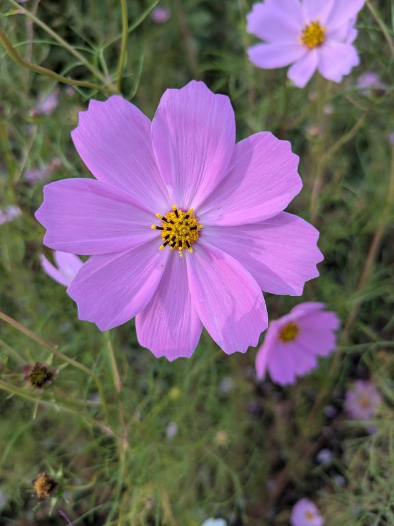 コスモスの花