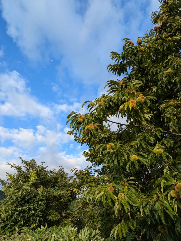 栗の木と青空