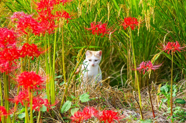 彼岸花と猫