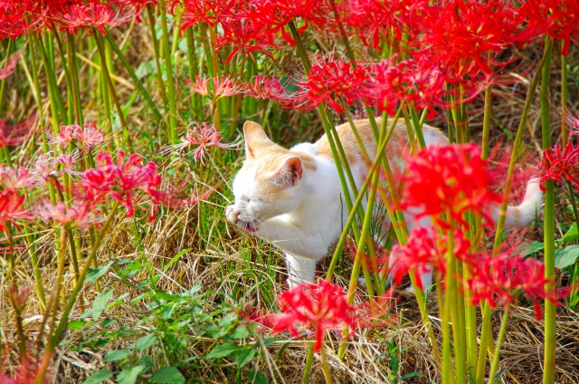 彼岸花と猫