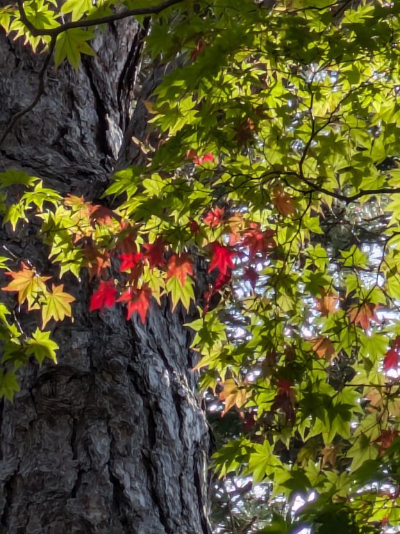 紅葉の始まり