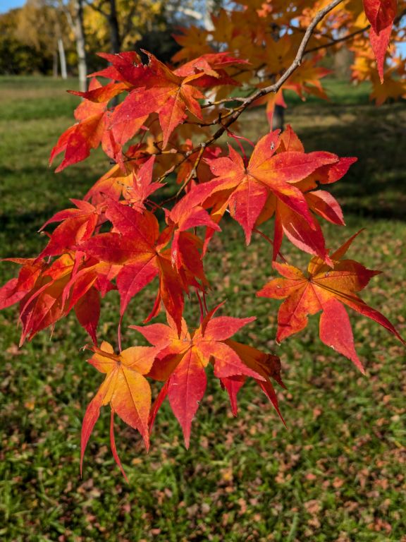 紅葉