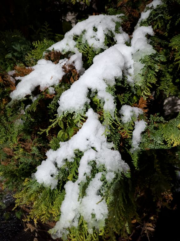 初積雪